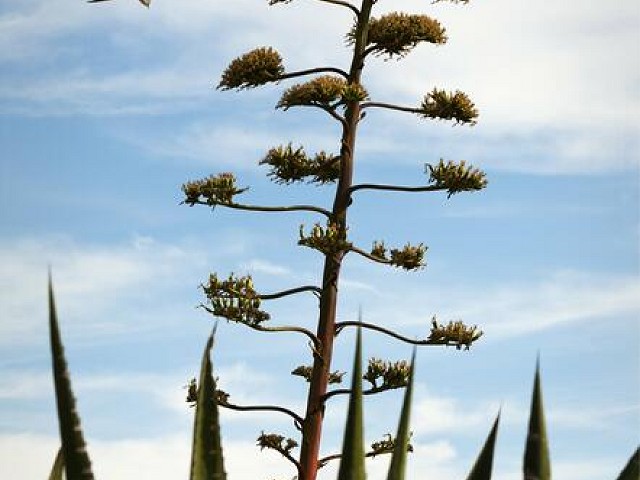 Agave americana con flores