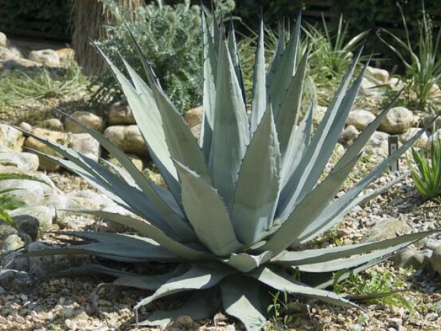 Agave americana