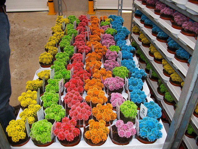 Cacti different colors
