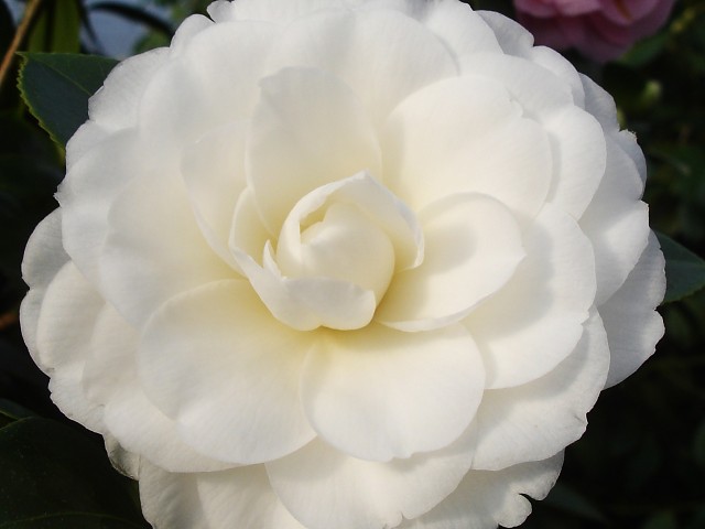 Camellia japonica.