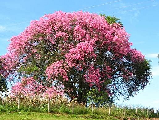 CHORISIA SPECIOSA (CEIBA SPECIOSA)