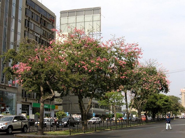 CHORISIA SPECIOSA - EN AVENIDA