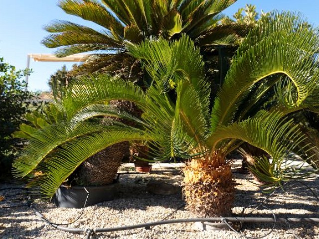 Xerojardin - Palmeras