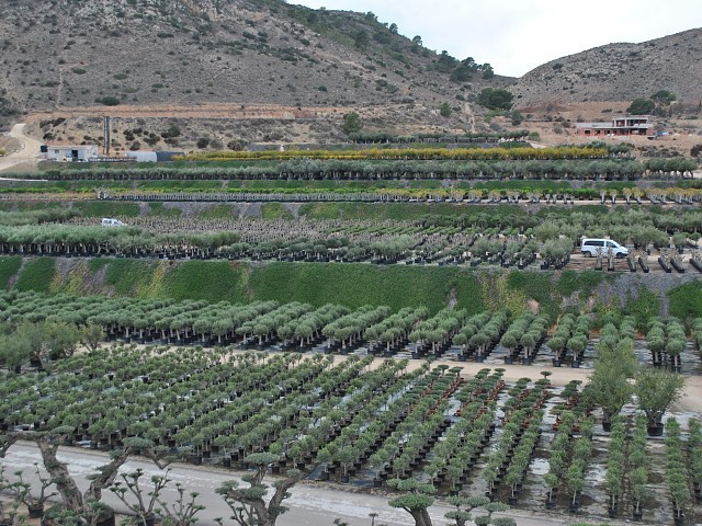 PRODUCCIÓN DE OLEA EUROPEA