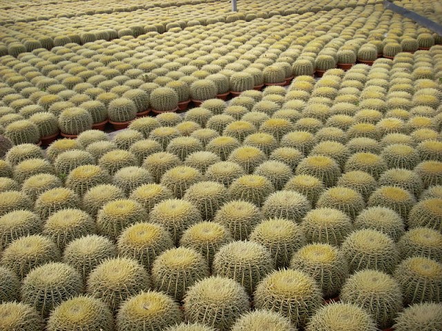 Cacti