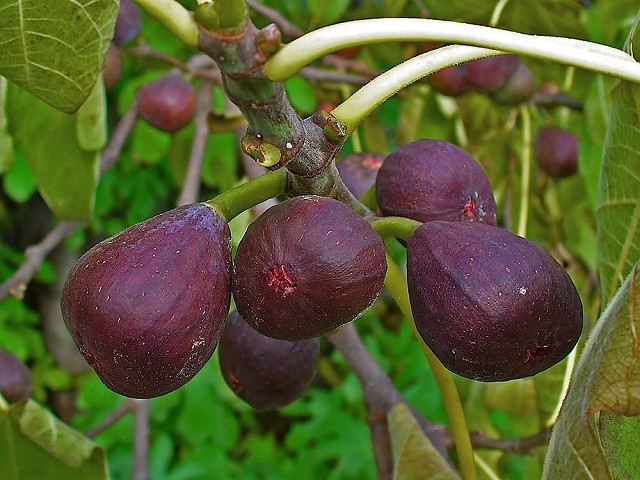 Ficus carica fruta