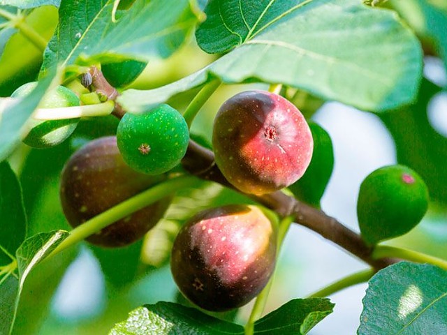 Ficus carica Frucht