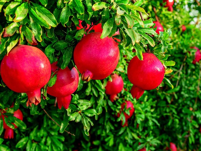 Punica granatum (Granada)