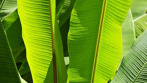 Hojas de Musa
