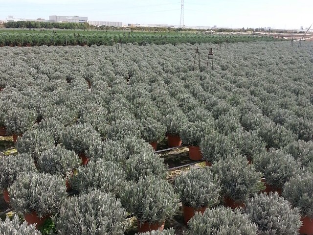 Campo de Lavandula