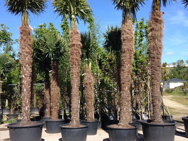 Trachycarpus fortunei 10-15 m hoch