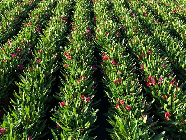 Nerium oleander Feld in Produktion