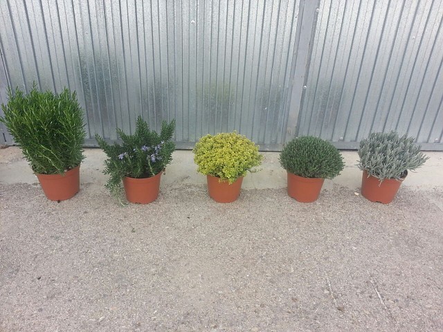 Plantas aromáticas