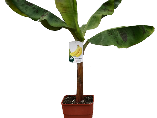 Musa acuminata