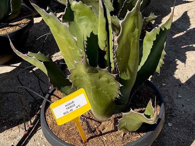 Agave ferrox