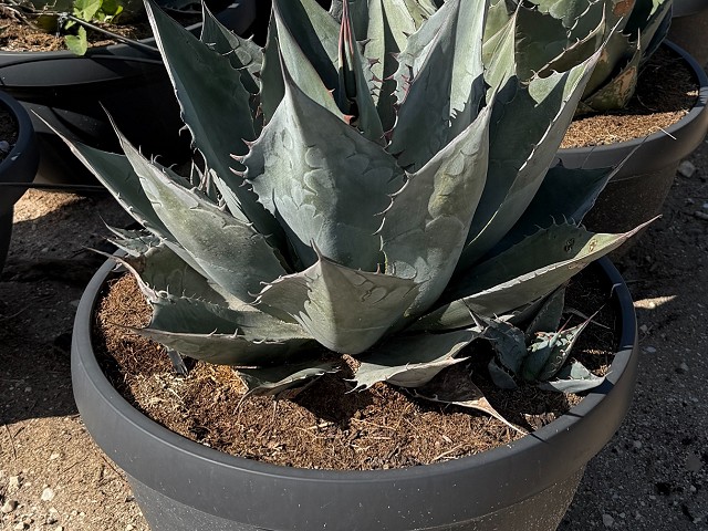 Agave variedades