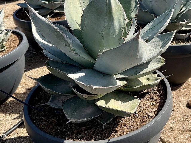 Agave en maceta