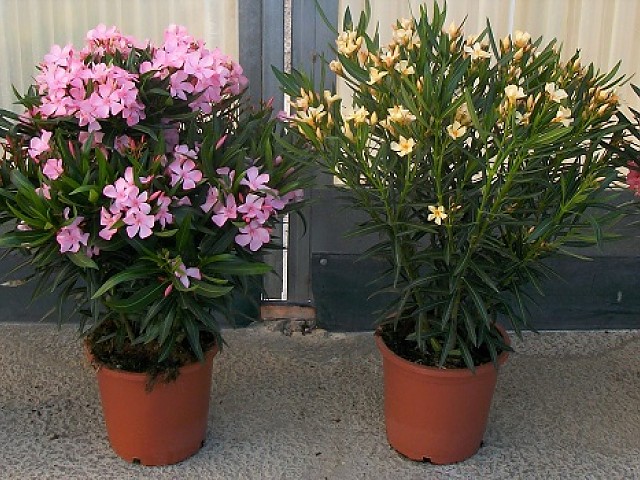 Nerium oleander in verschiedenen Farben