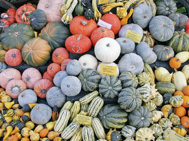Calabazas para Halloween