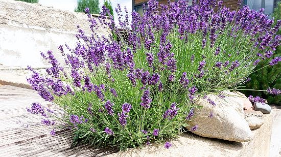 Xerojardin - lavanda