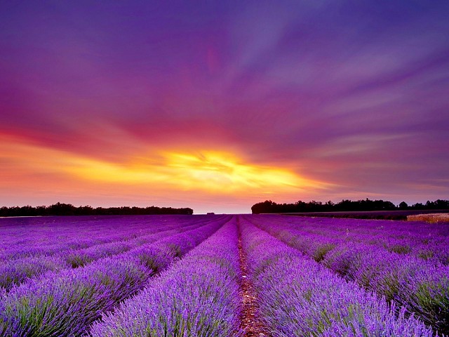 LAVENDEL FELD