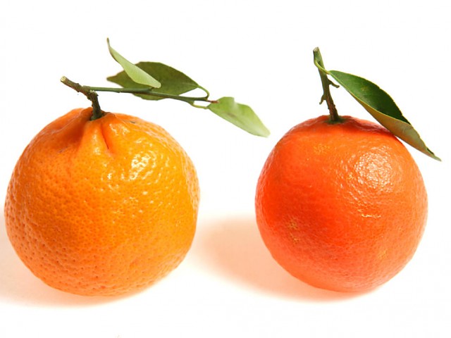 Mandarine oder Clementine