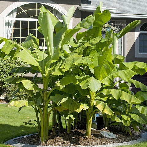 Musa en jardinera