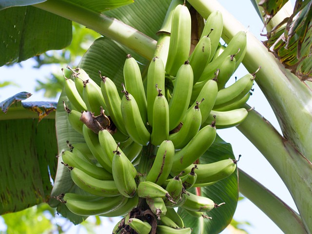 Musa paradisiaca