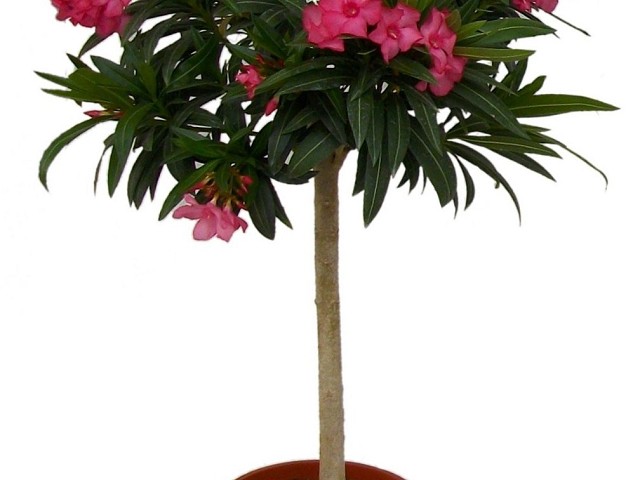 Nerium oleander Hochstamm