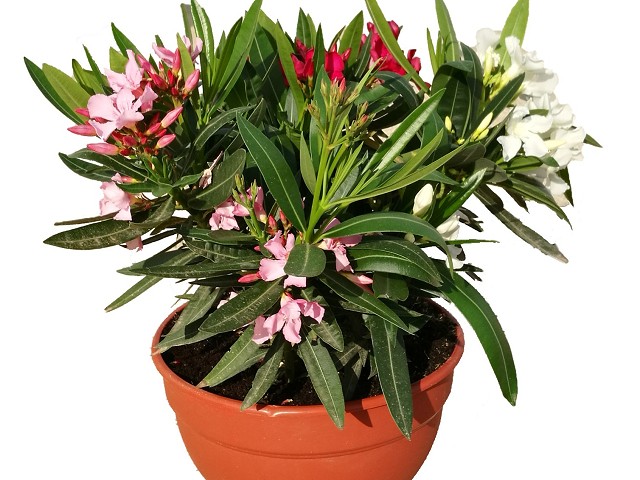 Nerium oleander Tricolor