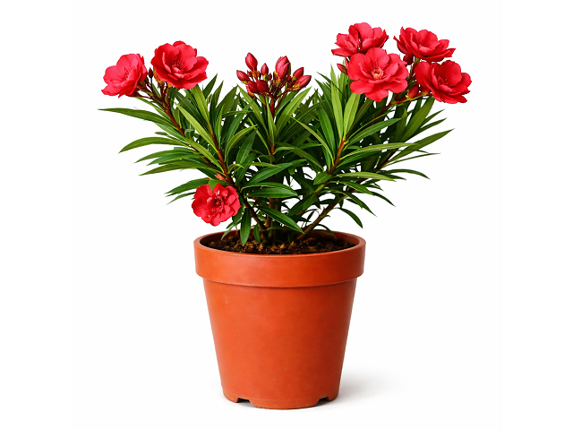 Nerium oleander