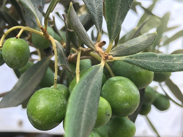 OLEA EUROPEA