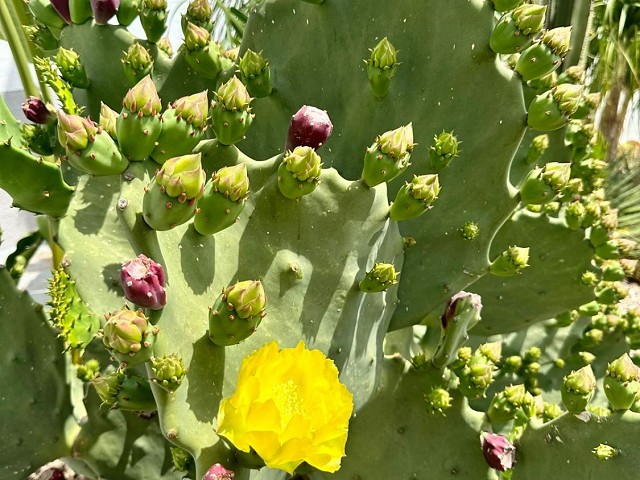 Opuntia sp.