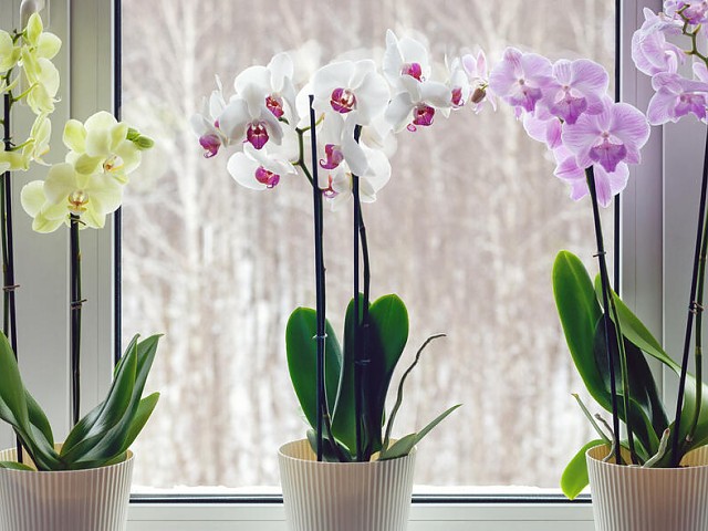 Orquídeas selección
