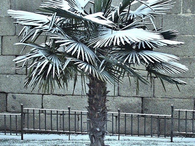 Winterharte Palmen wie die Chinesische Hanfpalme kann man in den Garten pflanzen, wo sie auch Frostperioden mit Eis und Schnee gut überstehen