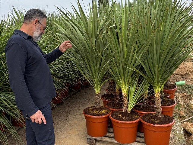 DRACAENA INDIVISA