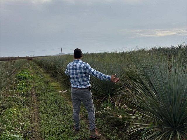 CAMPO DE YUCCA ROSTRATA