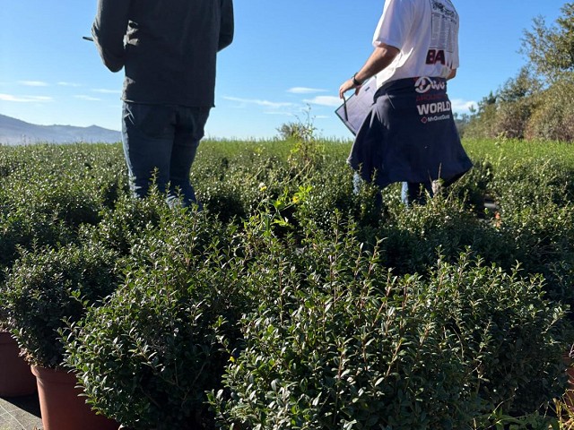 CAMPO DE PRODUCCIÓN DE ILEX CRENATA