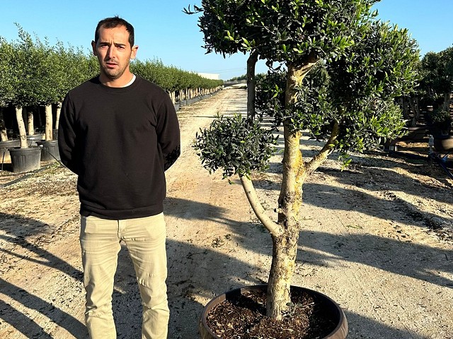 OLEA EUROPEA 