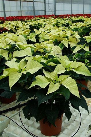 Produktion Euphorbia pulcherrima (Poinsettie)