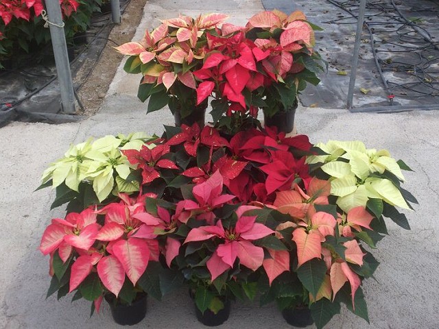 Euphorbia pulcherrima (Poinsettia)