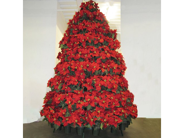 Weihnachtsbaum aus Euphorbia pulcherrima (Poinsettie)