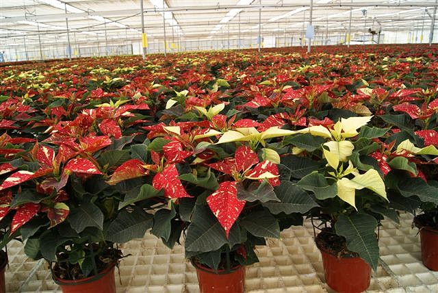 Produktion der Euphorbia pulcherrima (Poinsettie)