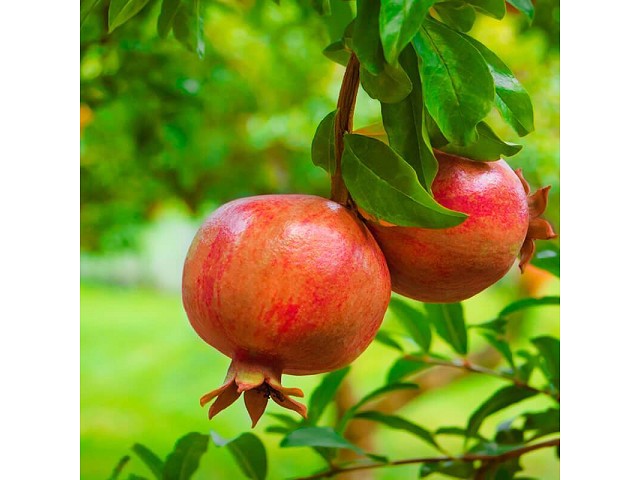Punica granatum (Granado)