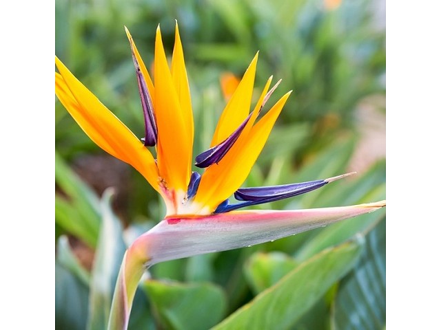 STRELITZIA REGINAE