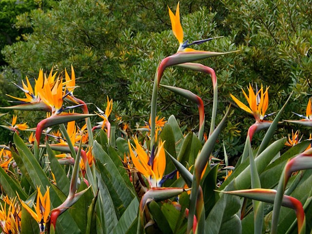 CAMPO DE STRELITZIA REGINAE