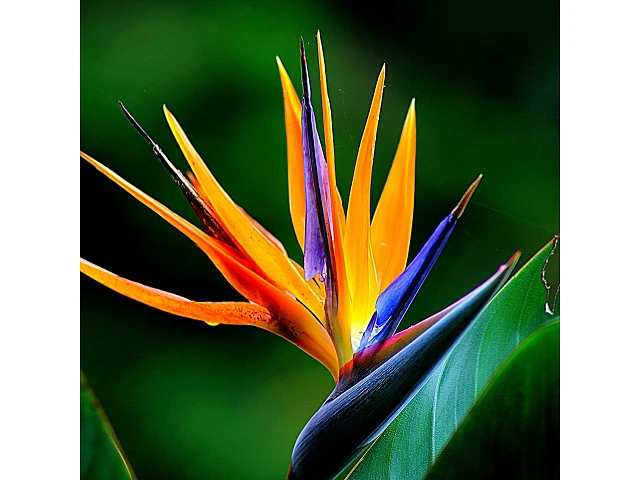 FLOR DEL PARAISO (STRELITZIA REGINAE) 