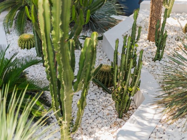 Xerojardineria - cactus