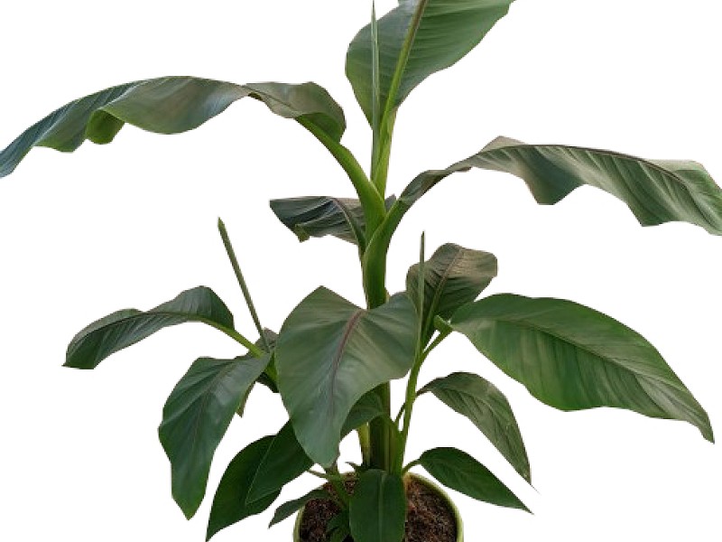 PLATANERO (Musa basjoo)