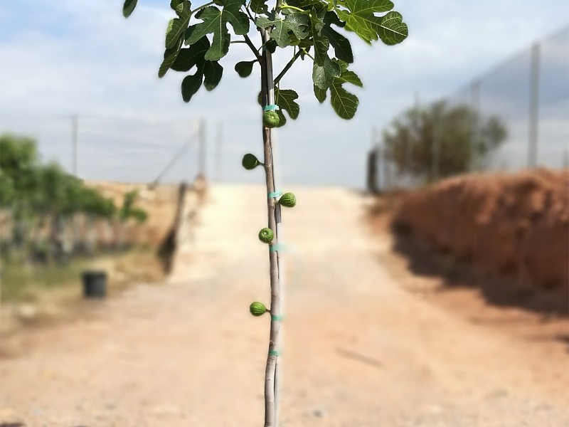 Feigenbaum - Ficus carica